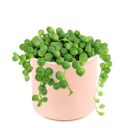 string of pearls in pink ceramic pot, live succulent as gift