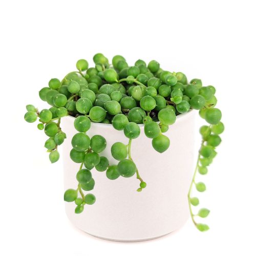 where to buy string of pearls plant, string of pearls large size fully rooted for sale, String of pearls in white ceramic pot as gift