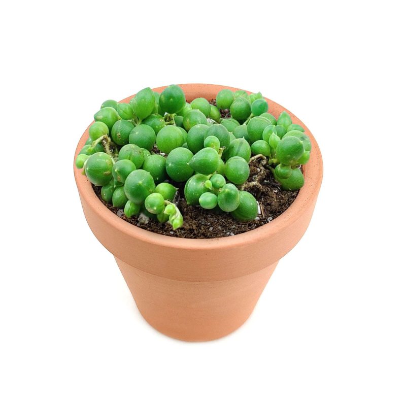 Live 2 inch string of pearls in terracotta pot for sale, where to buy string of pearls plant, Hanging succulent types