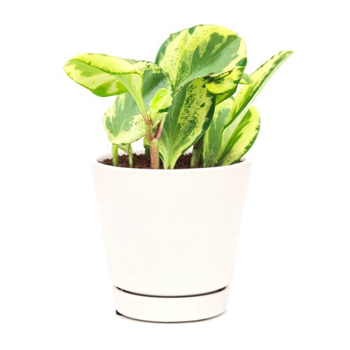 Peperomia Golden Gate, easy to care houseplant, Baby Rubber Plant, best plant for home and office decoration, air-purifying houseplant, best place to buy house plants