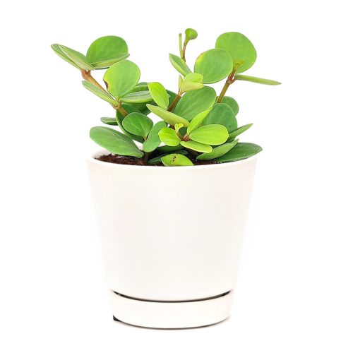 Peperomia Hope, medium-light houseplant, houseplant for hanging baskets, unique Peperomia species, trailing houseplant for decoration, plant decor ideas, light and watering requirement for Peperomia Hope, easy to care for houseplant