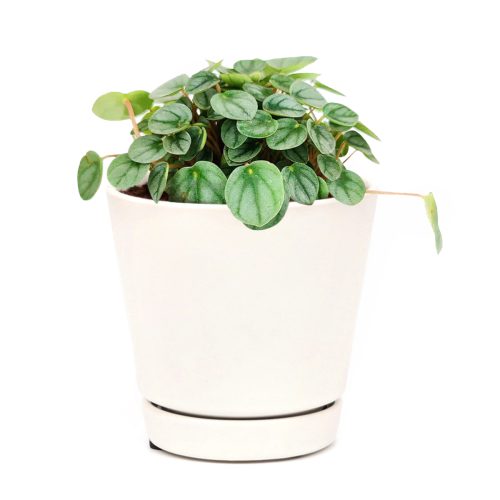 peperomia little toscani, peperomia little toscani care for sale, peperomia little toscani care, peperomia little toscani plant