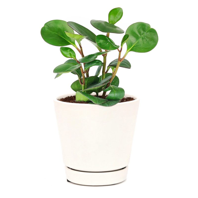 Peperomia obtusifolia Green, Baby Rubber Plant, best air-purifying houseplants, the best houseplants for low light rooms, best plant gift ideas