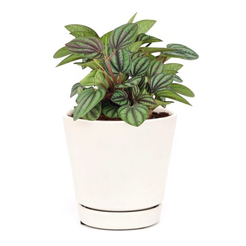 Peperomia Piccolo Banda, the best office plant, houseplant for low light rooms, exotic houseplant, Peperomia Piccolo Albovittata, small houseplant for working desk and office, low light houseplant