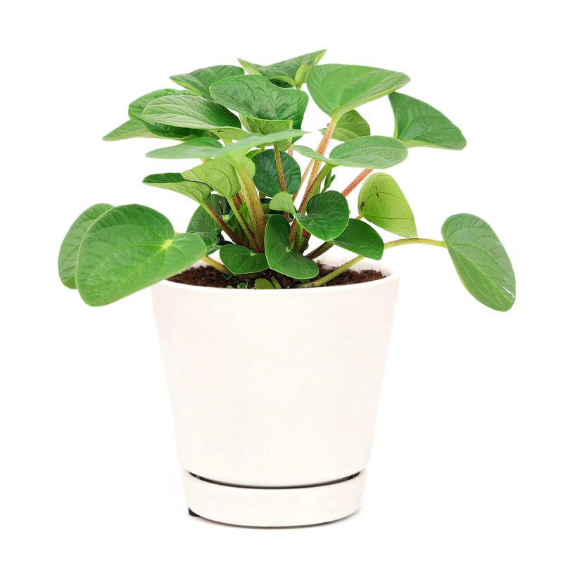 how to care for Ripple Peperomia, compact houseplant, Peperomia Rana Verde, Ripple Peperomia, evergreen plants for indoor spaces, low-care houseplants, emi-succulent houseplant, easy to care for houseplant for beginners