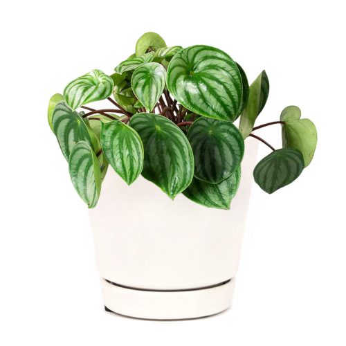 Peperomia watermelon, medium to bright light peperomia plant, trendy houseplant with unique foliage, easy care flowering houseplant, compact plant for small spaces