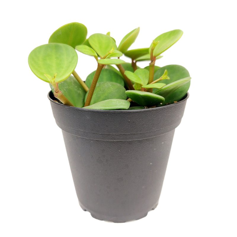 Peperomia Hope, trailing Peperomia, ever-green houseplant, how to care for Peperomia Hope, best plant gift ideas