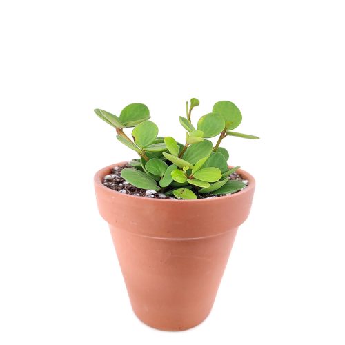 Peperomia Hope care guide, medium-light houseplant, houseplant for hanging baskets, light and watering requirement for Peperomia Hope, small Peperomia Hope