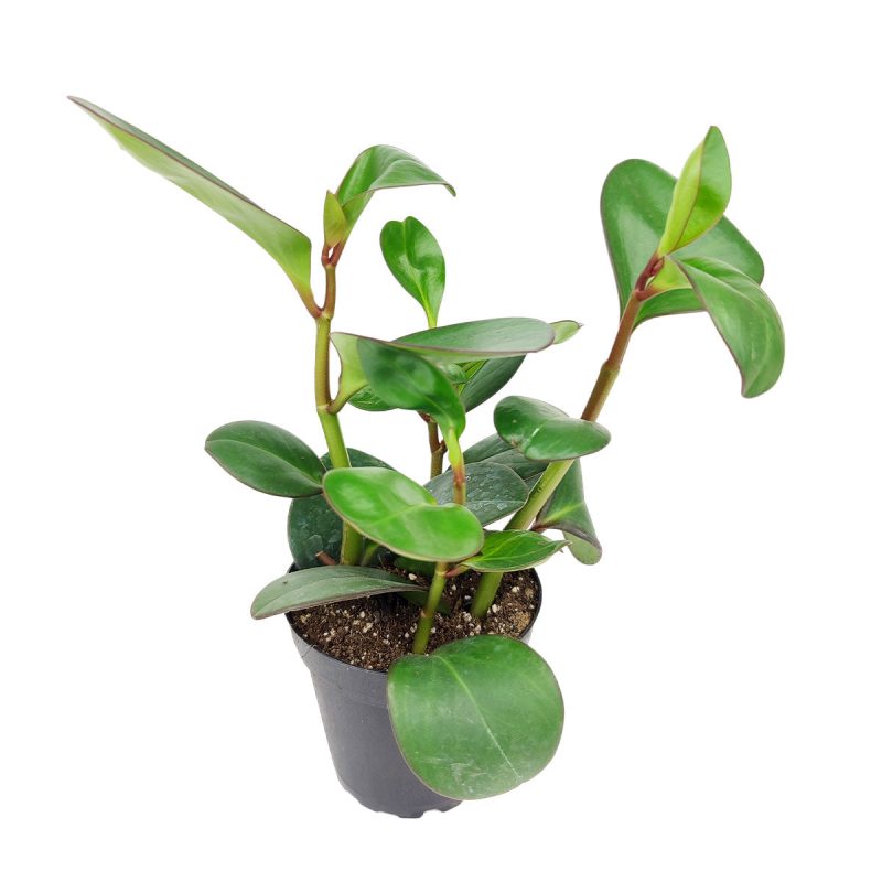 Peperomia obtusifolia Green, Baby Rubber Plant, medium to low light houseplants, best air-purifying houseplants