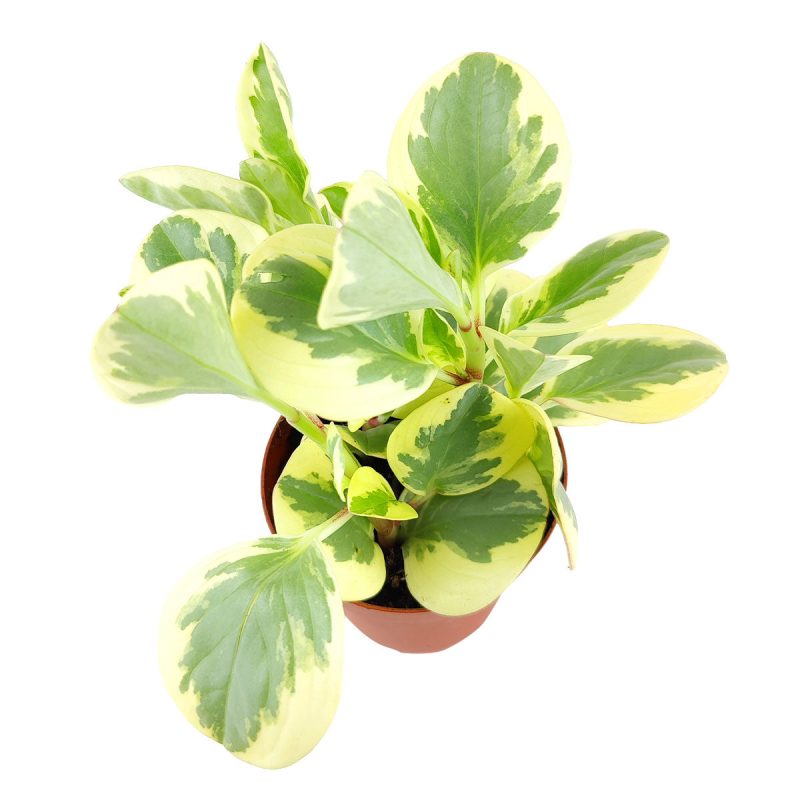 Peperomia Obtusifolia Variegata, Peperomia Obtusifolia, Baby Rubber Plant, Rubber Plant, Peperomia plants, how to care for Peperomia Obtusifolia Variegata, how to care for Baby Rubber plants, variegated houseplants, variegated obtusifolia, variegated rubber plants, Baby Rubber plants for sale, Peperomia Obtusifolia Variegata for sale, Peperomia Obtusifolia Variegata near me, , houseplants for sale, best indoor plants, types of houseplants, low light houseplants, easy to grow houseplants