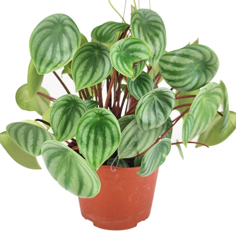 Peperomia watermelon, compact plant for small spaces, medium to bright light peperomia plant, trendy houseplant with unique foliage