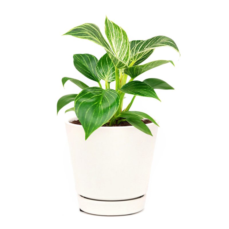 bright and medium light plants, indoor plant gift ideas, Philodendron Birkin, variegated houseplants