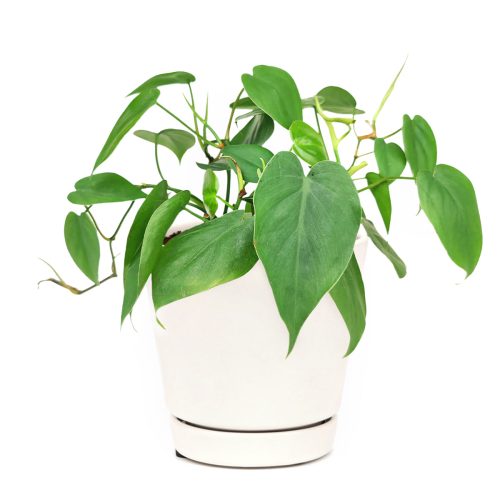 Philodendron Cordatum for sale, Philodendron Cordatum on delivery, healthy Philodendron Cordatum, Philodendron Cordatum for decoration, Philodendron Cordatum