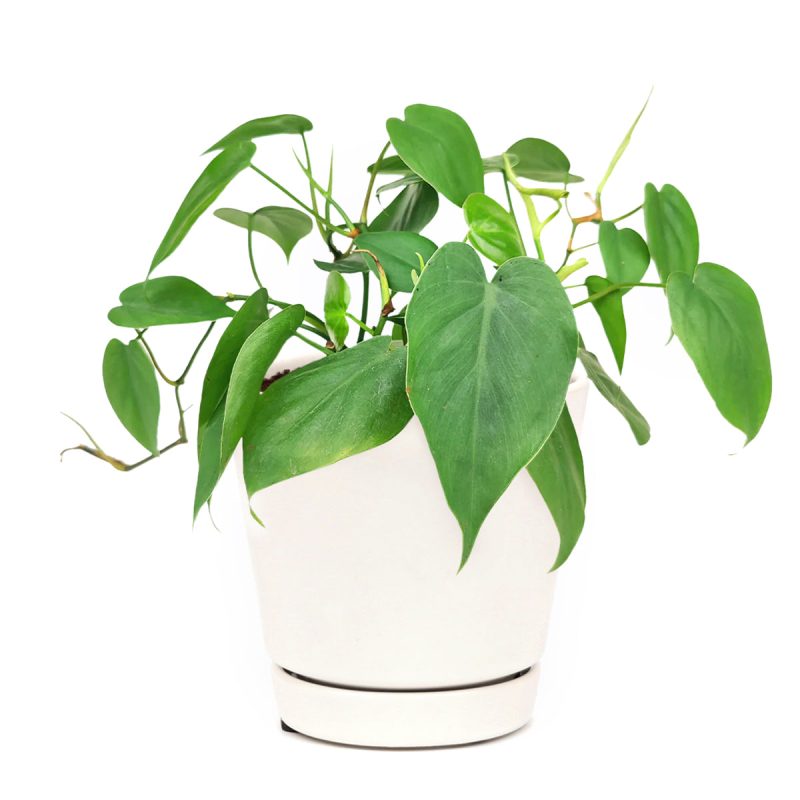 Philodendron Cordatum for sale, Philodendron Cordatum on delivery, healthy Philodendron Cordatum, Philodendron Cordatum for decoration, Philodendron Cordatum