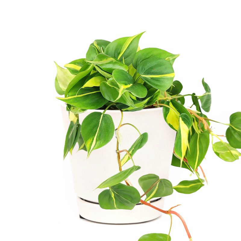 variegated trailing plant, easy care air-purifying houseplant, Philodendron hederaceum Brasil, how to care for Philodendron Cordatum Brasil, medium to bright light Philodendron, yellow and green foliage