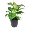 Philodendron Birkin, variegated houseplants, bright and medium light plants, indoor plant gift ideas