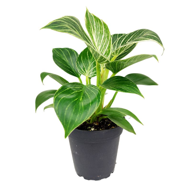 Philodendron Birkin, variegated houseplants, bright and medium light plants, indoor plant gift ideas