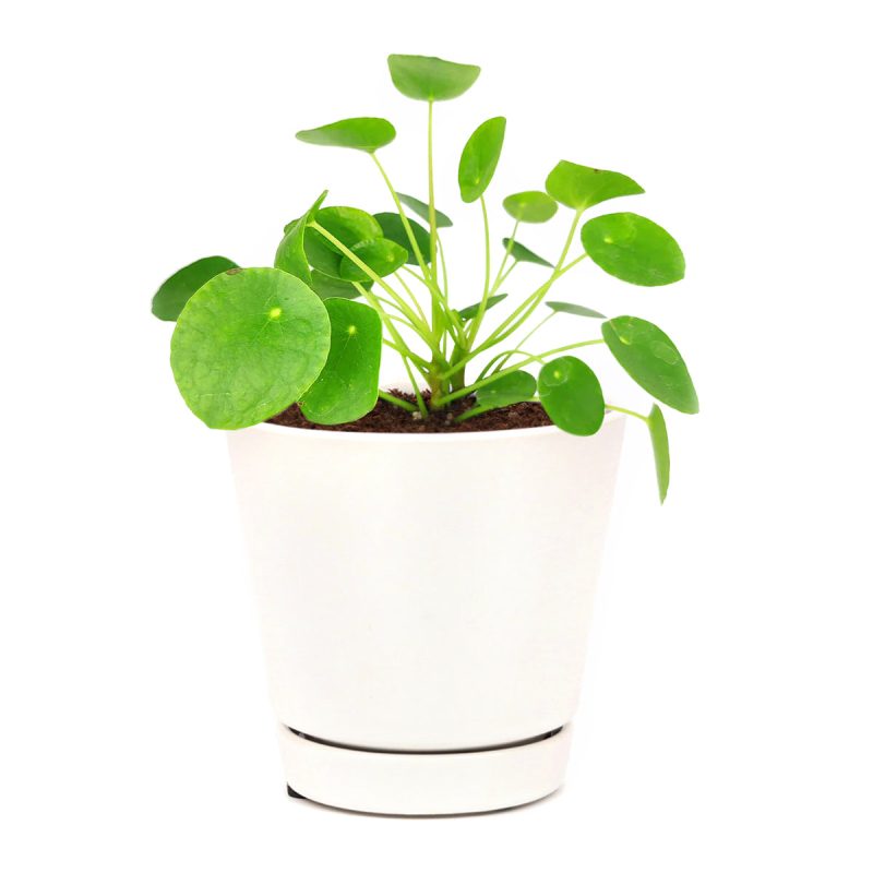 unique foliage houseplant, special houseplants for home and office, Pilea peperomioides, bright light houseplant, easy to care for plants for beginners