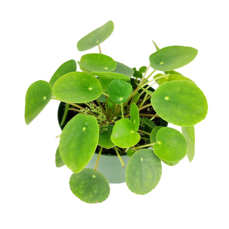 PileaPeperomioides 6 32.95