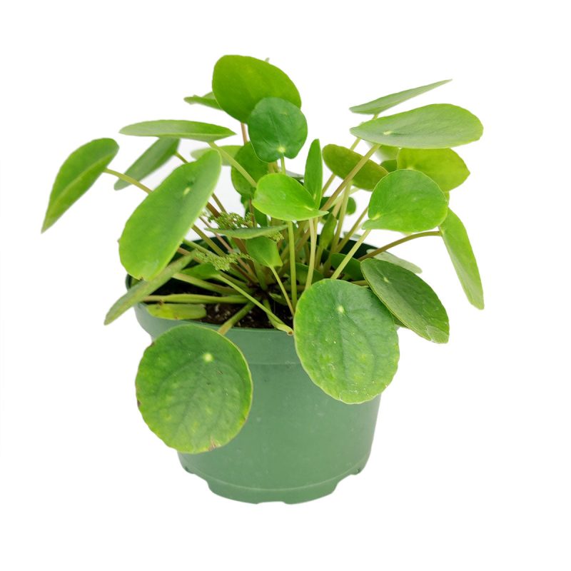 Pilea peperomioides, Chinese Money Plant, perennial herb plant, unique foliage houseplant, easy to care for plants for beginners