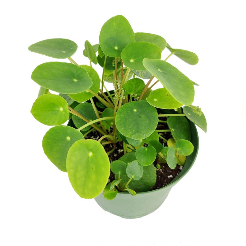 PileaPeperomioides 6 32.95 2