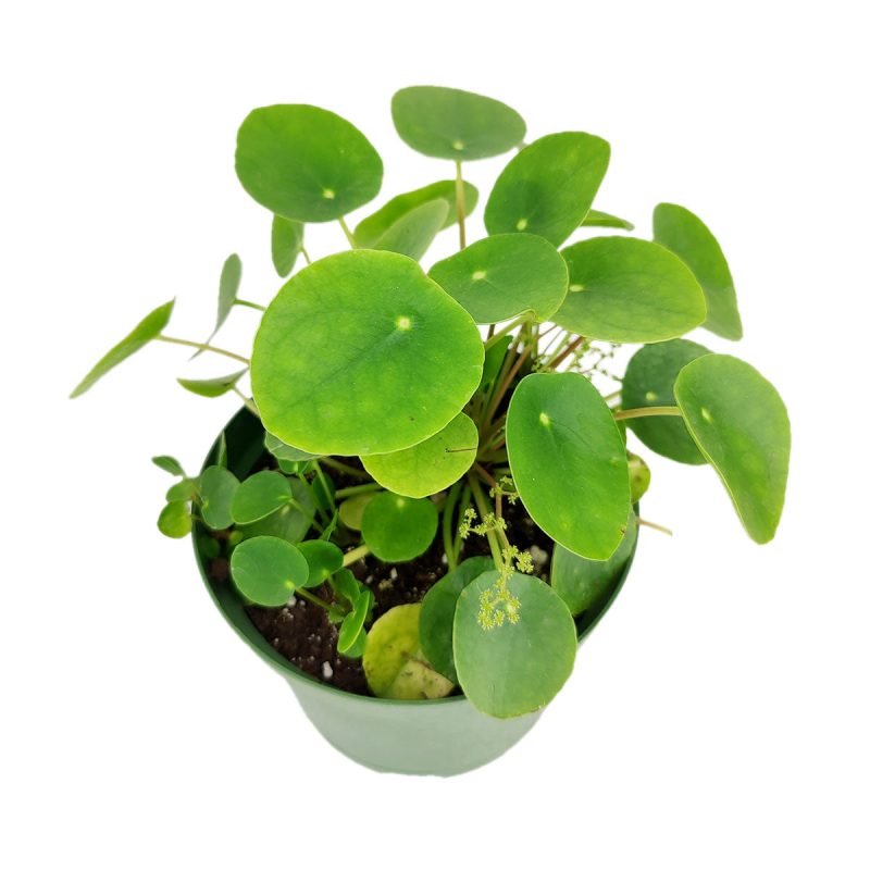 PileaPeperomioides 6 32.95 3