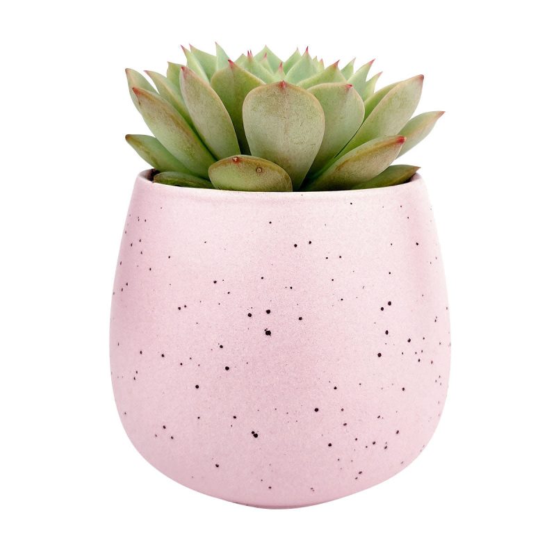 Pink Pot 3