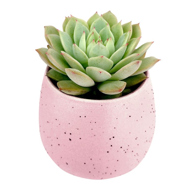 Pink Pot 4