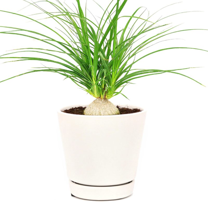 Ponytail Stump palm, easy plant for beginners and busy people, compact desktop plant, best houseplant gift ideas, Beaucarnea recurvata, succulent with palm-like foliage, easiest houseplant