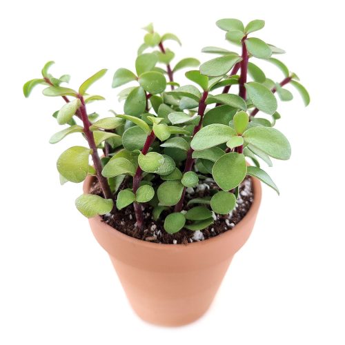 Portulacaria afra Decumbent Succulent for sale, How to care for Portulacaria afra Decumbent Plant, Elephant Bush Succulent, dwarf jade plant, jade plant for sale, lucky plant for sale, money tree for sale