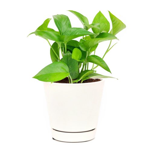 low light easy-care houseplant, Pothos Jade, trailing plant for home and office, how to care for Pothos Jade, online plant nursery california 