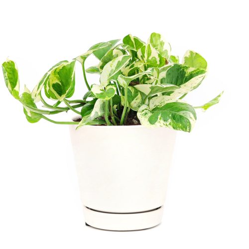 pothos n joy light requirements, Epipremnum pinnatum, pothos n joy, pothos n joy yellow leaves, pothos n joy care