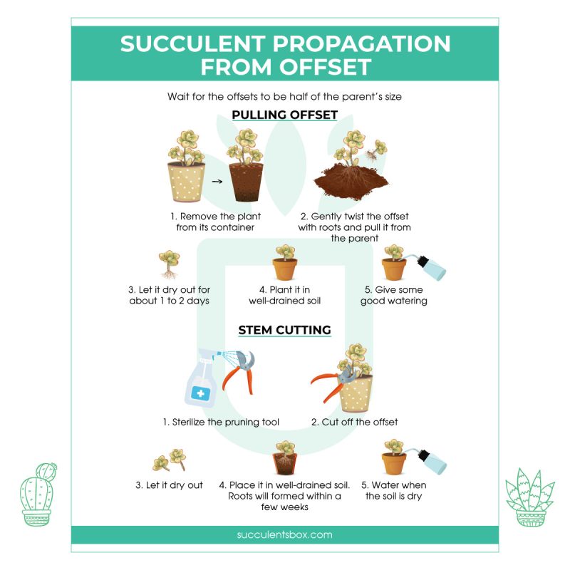 Propagation from offset