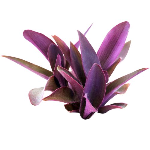 purple heart, tradescantia pallida, purple wandering jew, purple secret, purple heart spiderwort, purple succulent, growing succulent, purple plant, succulent care, cool garden ideas, how to grow succulents, succulents garden, tradescantia pallid in California, How to grow tradescantia pallid, rare succulents, rare succulents for sale, unique succulents, buy succulents online, rare succulent, unusual succulents, indoor succulents, wandering jew for sale, wandering jew, buy wandering jew