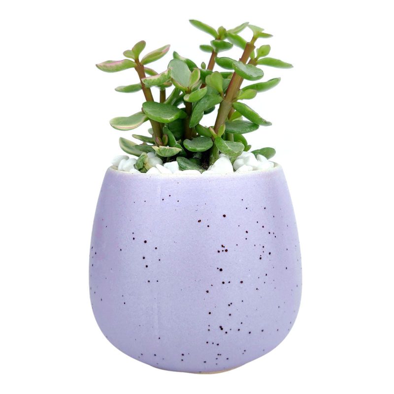 Purple pot 3