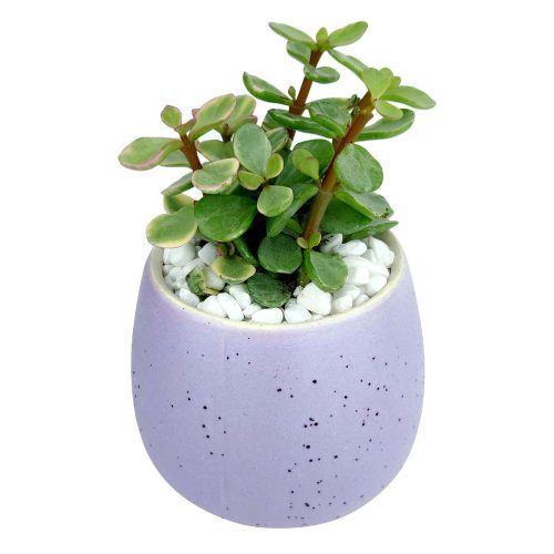 Purple pot 4 49e1aed3 cf41 48f0 803b 575d3c885d43