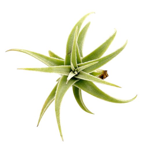 Tillandsia Purpurea Spiral air plant for sale, unique gift decor ideas, air plant subscription delivery monthly, Tillandsia Purpurea Spiral with air plant care guide, rare air plant