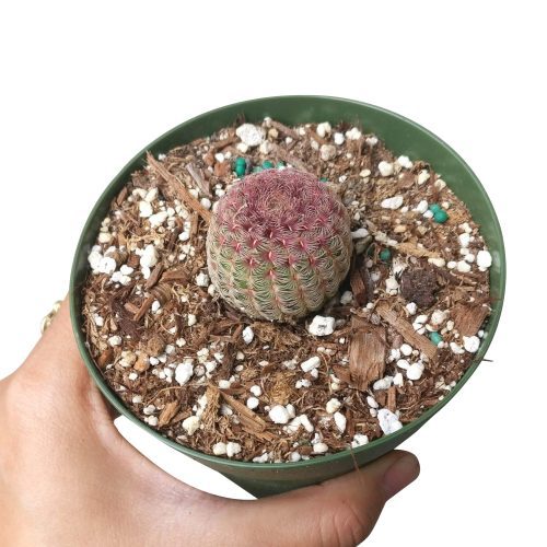 RAINBOWHEDGEHOGCACTUS1