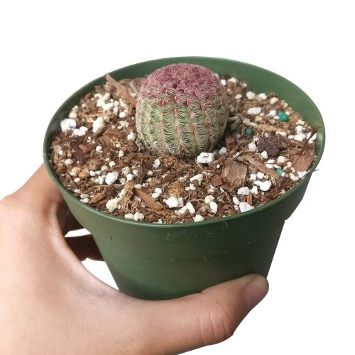 RAINBOWHEDGEHOGCACTUS3