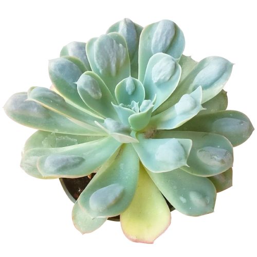 Echeveria raindrops for sale, Succulents shop near me, succulents shop in California, succulents garden, succulents store in CA, Succulents, succulent subscription, succulent care, Echeveria Raindrops Succulent in California, How to grow Echeveria Raindrops Succulent, Thanksgiving succulents gift, Easter succulents idea, echeveria, echeveria succulent, echeveria types, succulent echeveria, buy succulents online, succulent shop, succulent store, echeveria plant, indoor succulents