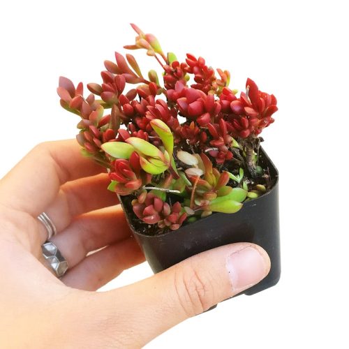 Red carpet sedum, red carpet stonecrop, indoor succulents, succulents garden, Succulents shop near me, succulent care tips, succulent plant, succulents store in CA, monthly succulents, succulents shop in California, Red carpet sedum in California, How to grow Red carpet sedum