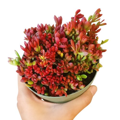 Red carpet sedum, red carpet stonecrop, indoor succulents, succulents garden, Succulents shop near me, succulent care tips, succulent plant, succulents store in CA, monthly succulents, succulents shop in California, Red carpet sedum in California, How to grow Red carpet sedum