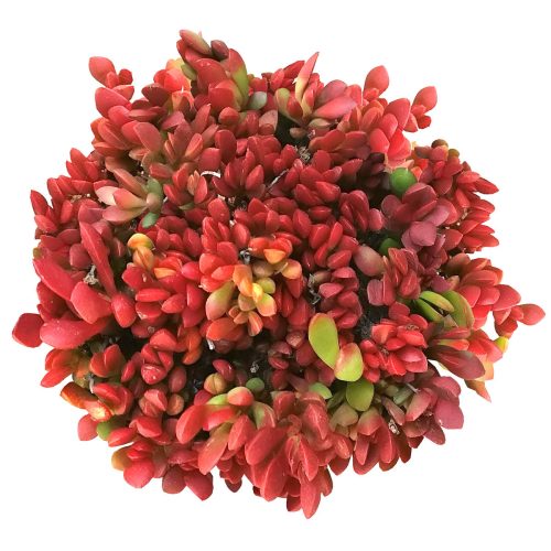 Red carpet sedum, red carpet stonecrop, indoor succulents, succulents garden, Succulents shop near me, succulent care tips, succulent plant, succulents store in CA, monthly succulents, succulents shop in California, Red carpet sedum in California, How to grow Red carpet sedum