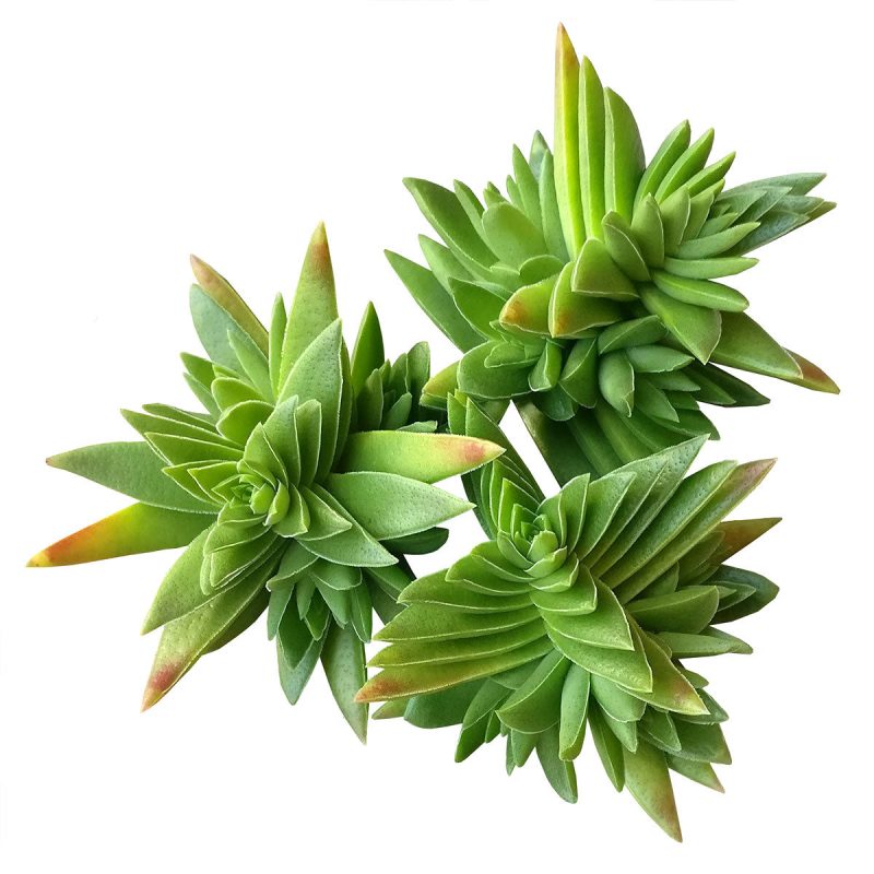 crassula capitella, crassula red pagoda shark tooth succulent, crassula corymbulosa, buy crassula succulent/ crassula plant, crassula types/ types of crassula, colorful succulent plants