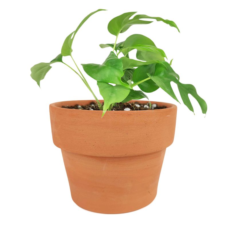 Rhaphidophora Tetrasperma, Monstera Minima, Philodendron Piccolo, mini Monstera, plant with fenestrated leaves, easy care air-purifying plant for homes and offices, Indoor Houseplants for sale