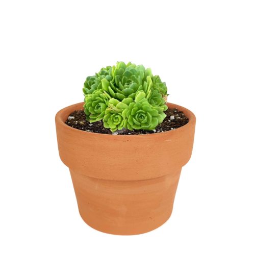 Rosularia Platyphylla Live Succulent Plant, Jade Plant, Jade Sempervivum, Sempervivum Hens and Chicks Succulent, Buy Succulents Online, Succulents Store in California, Types of Succulents