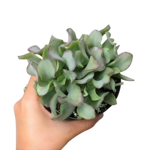 RUFFLEJADECRASSULA1