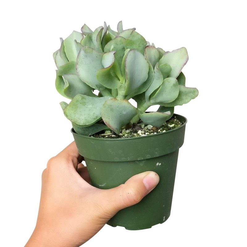 RUFFLEJADECRASSULA2