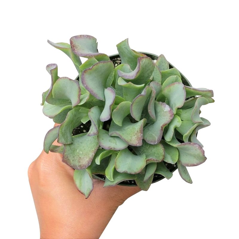 RUFFLEJADECRASSULA3