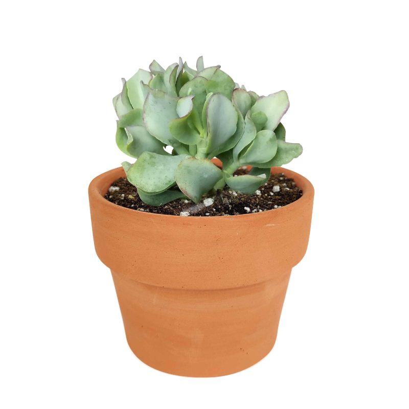 How to grow ruffle jade crassula, crassula, crassula plant, crassula succulent, crassula types, types of crassula, crassula species, succulent crassula, dwarf jade plant, jade plant for sale, lucky plant for sale, money tree for sale